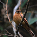 Cinnamon Flycatcher (Santa Marta) - Photo (c) desertnaturalist, some rights reserved (CC BY), uploaded by desertnaturalist