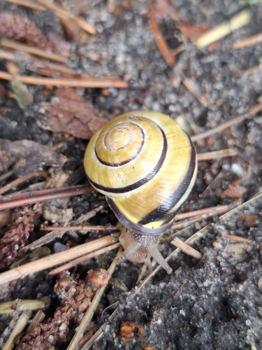 Brown-lipped Snail