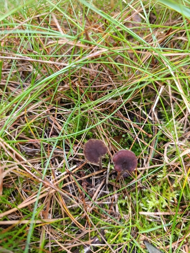 Earpick Fungus