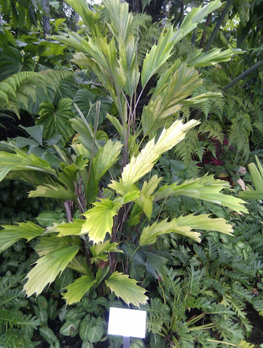 Fishtail palm (Arenga hookeriana)