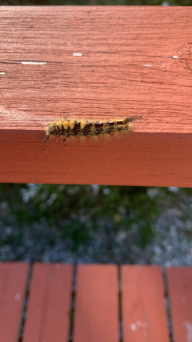 Rusty Tussock Moth