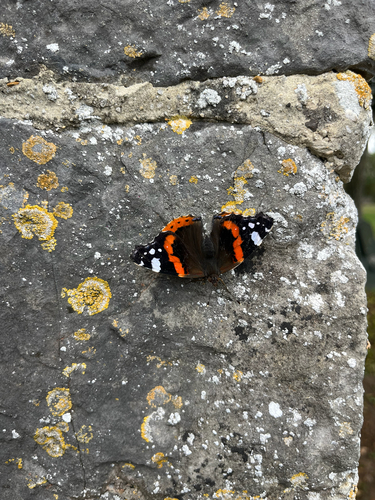 Red Admiral