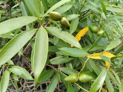 Anodendron
