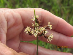 Fimbristylis puberula