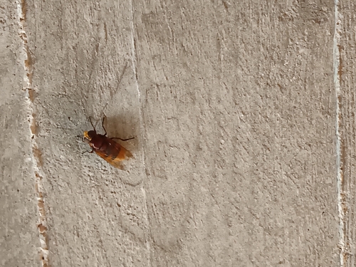 Hornet Mimic Hover Fly