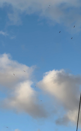 White Stork