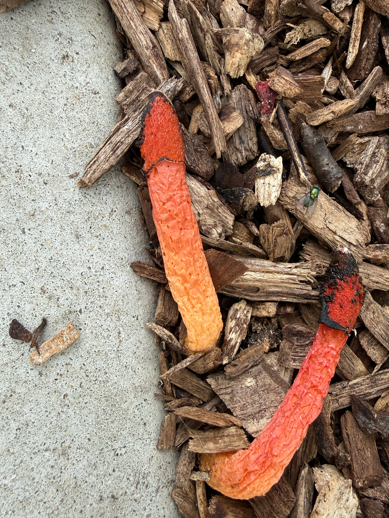 Wrinkly Stinkhorn · August 2026 · photo: Photo: (c) Oliver Clarke, some rights reserved (CC BY) · iNaturalist