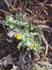 Ajuga iva, photograph (c) Vítor Jorge, some rights reserved (CC BY)
