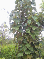 Pterospermum acerifolium