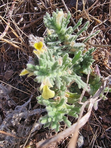 Ajuga iva, photograph 3