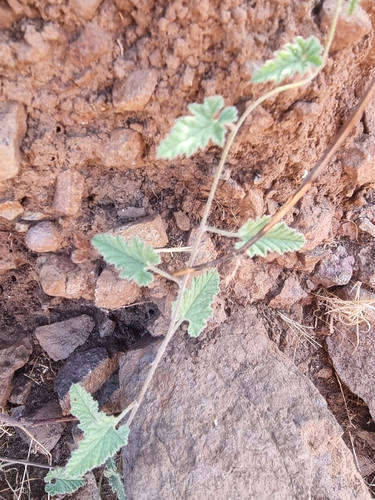 Convolvulus althaeoides, photograph 1