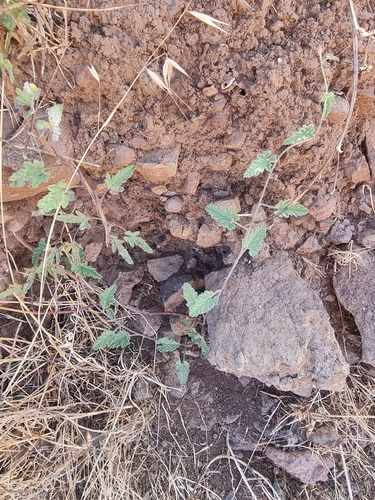 Convolvulus althaeoides, photograph 2