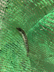 Cobitis taenia
