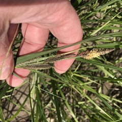 Carex emoryi