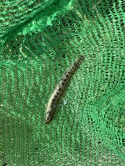 Cobitis taenia