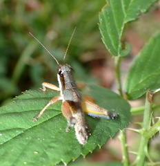 Melanoplus nossi