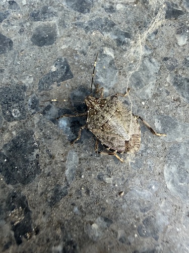 Brown Marmorated Stink Bug, Zuid-Holland, NL, photo 10 of 10