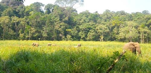 Forest Elephant