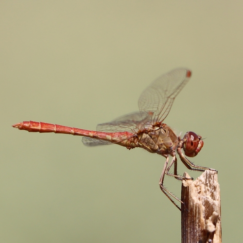 Southern Darter