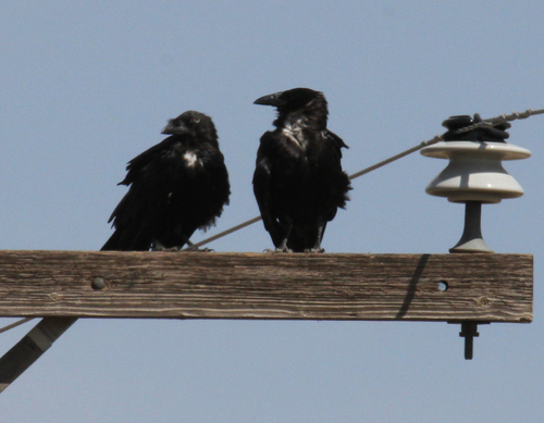 Chihuahuan Raven