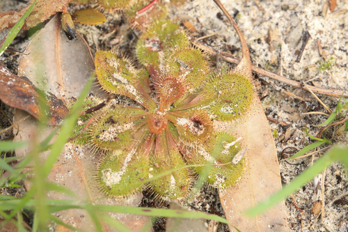 Drosera whittakeri (Drosera whittakeri)