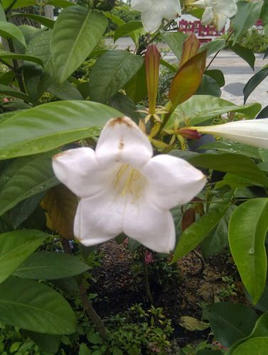 Jamaican tree-lily (Portlandia grandiflora)