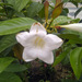 Portlandia grandiflora - Photo (c) 106611639464075912591, vissa rättigheter förbehållna (CC BY-NC-SA), uppladdad av 106611639464075912591