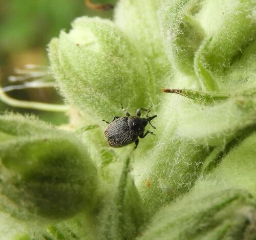 Mullein Weevil