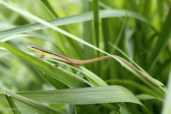 Takydromus sexlineatus