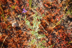 Gilia nevinii