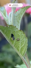 Harmonia axyridis