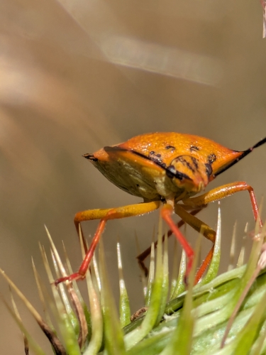 Red Shield Bug