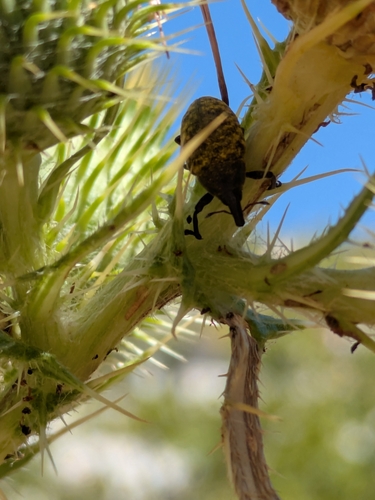 Turbine Cylindrical Weevil