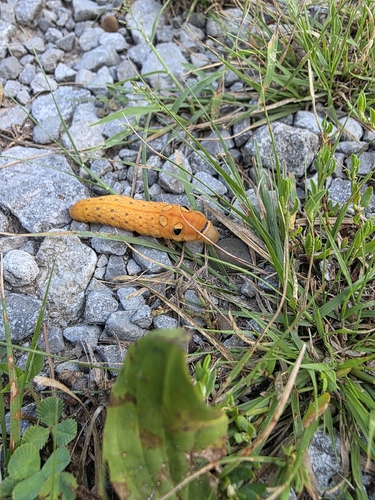 Spicebush Swallowtail