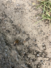 Dendroxena quadrimaculata