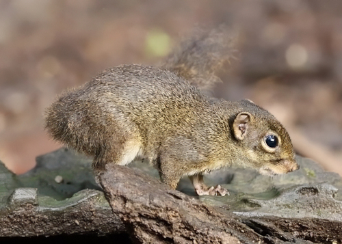Low's Squirrel