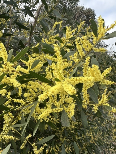 Longleaf Wattle