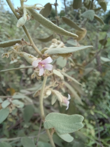 Helicteres lanata