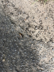 Dendroxena quadrimaculata