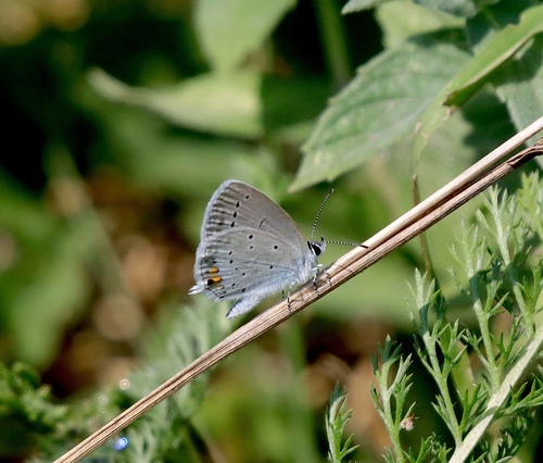 Short-tailed Blue