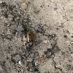 Dendroxena quadrimaculata