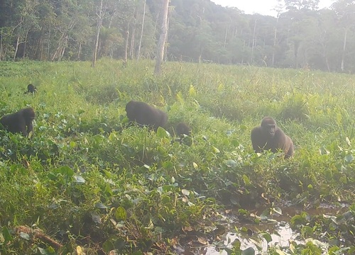 Western Lowland Gorilla