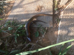 Plestiodon chinensis