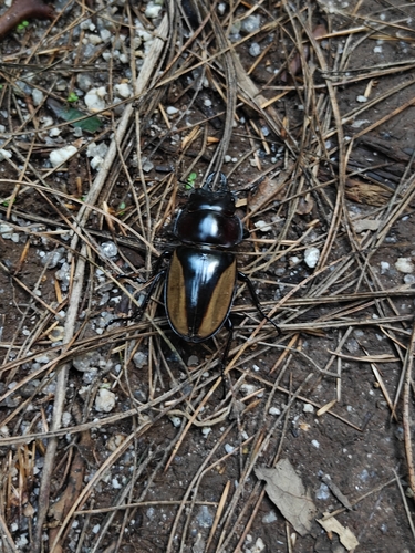 Neolucanus marginatus