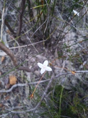 Mitrasacme polymorpha