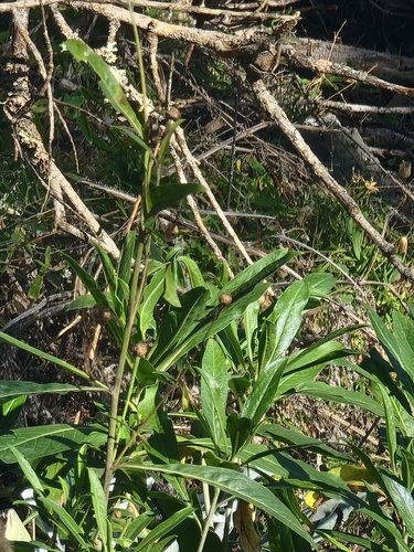 Cheirolophus massonianus, photograph 4