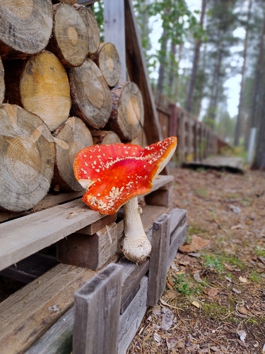 Fly Agaric