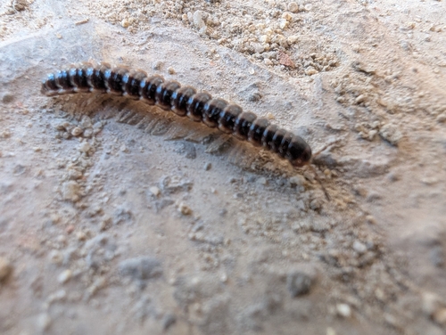 Greenhouse Millipede