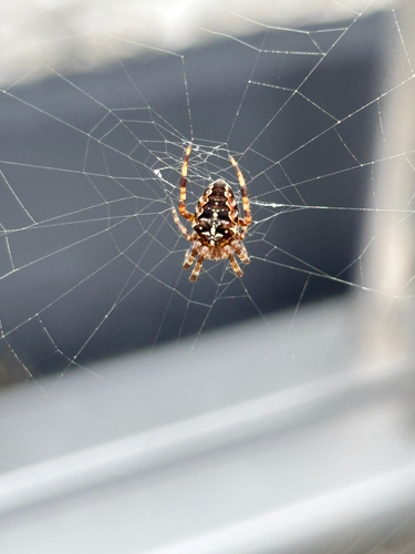Cross Orbweaver