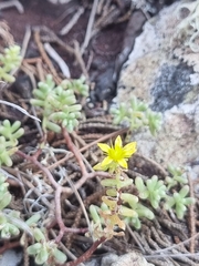 Sedum nudum, photograph (c) Vítor Jorge, some rights reserved (CC BY)